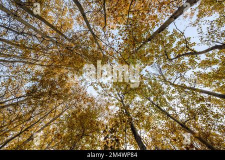 Im Herbst in einem Aspenwald, Greater Sudbury, Ontario, Kanada Stockfoto