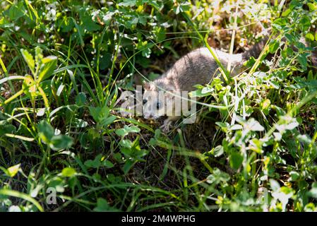 Studentenmäuse im Gras am 7. Schläfer-Tag Stockfoto