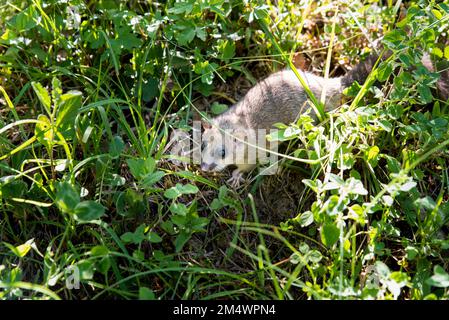 Studentenmäuse im Gras am 7. Schläfer-Tag Stockfoto