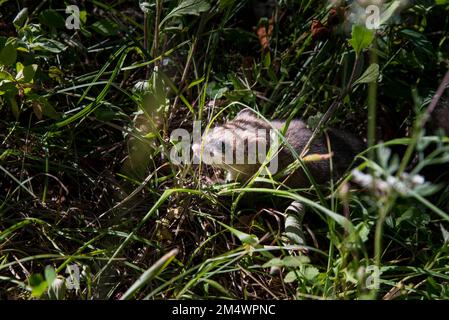 Studentenmäuse im Gras am 7. Schläfer-Tag Stockfoto