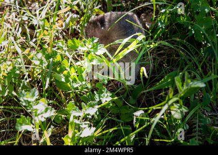 Studentenmäuse im Gras am 7. Schläfer-Tag Stockfoto