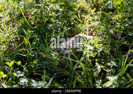 Studentenmäuse im Gras am 7. Schläfer-Tag Stockfoto