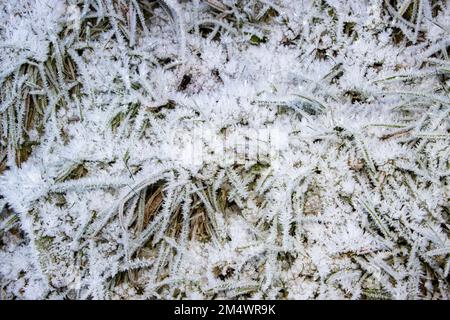 Nach einer Nacht extremer Kälte bilden sich Eiskristalle auf dem Gras. Heufrost bildet sich, nachdem die atmosphärische Feuchtigkeit am Taupunkt kondensiert und Eis bildet Stockfoto