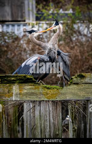 Eine vertikale Aufnahme von zwei großen blauen Reihern (Ardea herodias), die sich auf einem moosbedeckten Baumstamm küssen Stockfoto