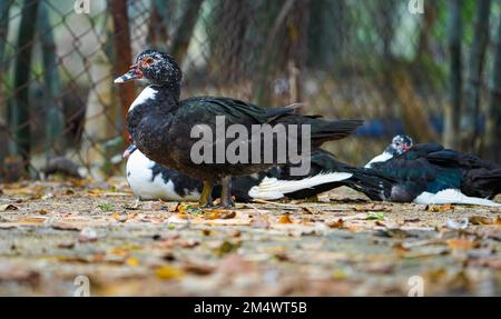 Drei moschusenten. Rotgesicht-Moschusenten. Weiße, schwarze und rote Moschusente im Nandavan-Zoo von raipur, chhattisgarh Stockfoto