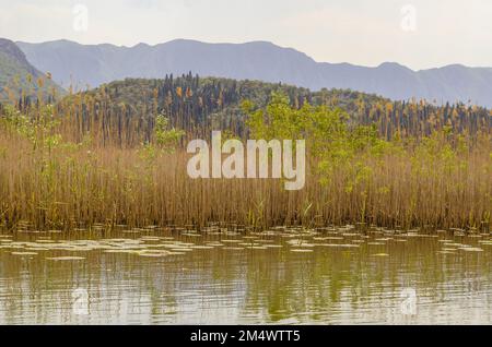 Wasserlandschaft auf der Rijeka Crnojevića, Montenegro, von einem Boot aus Stockfoto