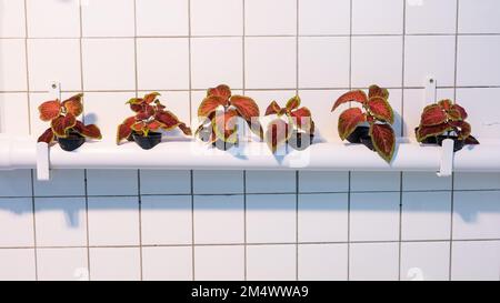 Viele Coleus-Pflanzen im Kamin. Interessante Pflanzmaschine. Stockfoto