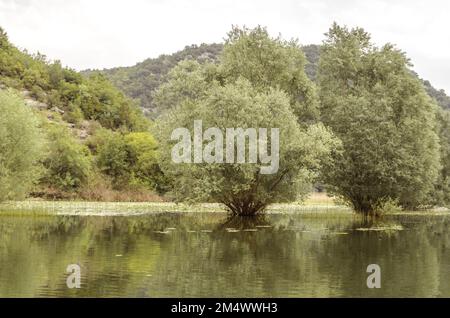 Wasserlandschaft auf der Rijeka Crnojevića, Montenegro, von einem Boot aus Stockfoto