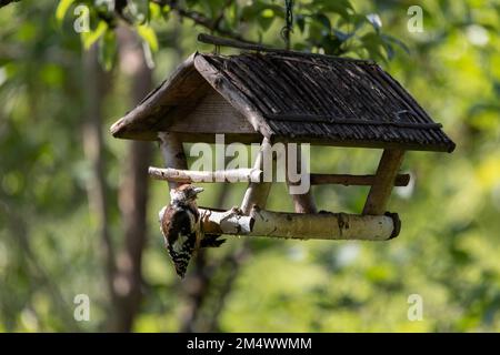 Jungtiere haben einen großen Specht auf der Vogelzucht. Unscharfer natürlicher grüner Hintergrund Stockfoto
