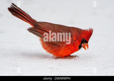 Männlicher Nordkardinal auf der Suche nach Essen am Rare Snowy Day in Southern Louisiana Stockfoto