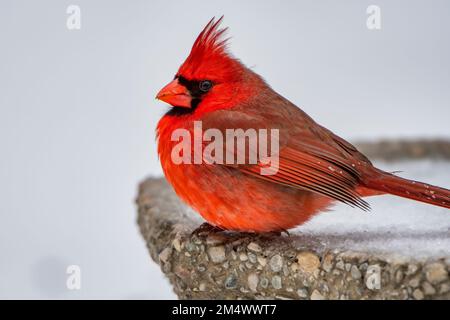 Männlicher Kardinal, hoch oben auf der Seite von Icy Birdbath in Louisiana Winter Stockfoto