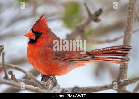 Männlicher Kardinal im Baum am Icy Day in Süd-Louisiana Stockfoto