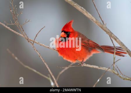 Northern Cardinal Male am Selten Schneetag in Süd-Louisiana Stockfoto