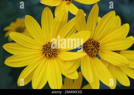 Gelbe Jerusalem-Artischocken-Blumen im Garten, wilde Sonnenblumen mit zarten Blütenblättern und grünen Blättern, blühende Sommerblumen-Makro, Schönheit Stockfoto