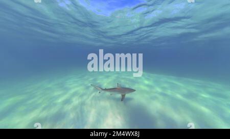 Ein Schwarzspitzen-Hai (Carcharhinus limbatus) in Bimini, Bahamas Stockfoto