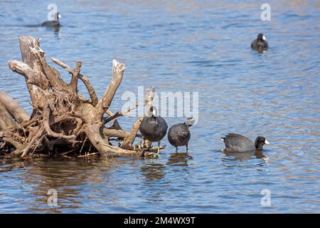 Drei amerikanische Nutten stehen auf, strecken sich und schwimmen in der Nähe der Wurzel eines versunkenen Baumes. Stockfoto