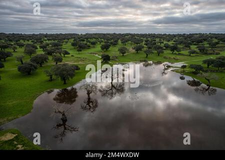 Landschaft mit Lagune in Dehesa de la Luz. Extremadura. Spanien. Stockfoto