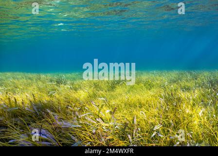 Eine riesige Fläche von Seegras in der Nähe von South Bimini, Bahamas Stockfoto