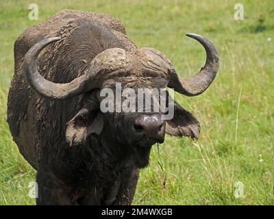 Einäugiger, dominanter männlicher Cape Buffalo (Syncerus Caffer) mit großen Hörnern bedeckt mit getrocknetem Schlamm auf Ebenen von Masai Mara Conservancy, Kenia, Afrika Stockfoto