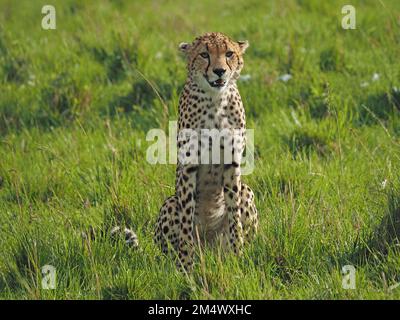 Ausgewachsenes Gepardenbaby (Acinonyx jubatus), das nach Beute und Feinden Ausschau hält, die aufrecht auf Graslandflächen von Masai Mara Conservancy, Kenia, Afrika sitzen Stockfoto