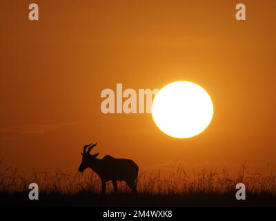 Topi (Damaliscus lunatus jimela) in der Silhouettenfütterung bei Sonnenaufgang mit Äquatorialsonne im Hintergrund über Masai-Mara-Grasland, Kenia, Afrika Stockfoto