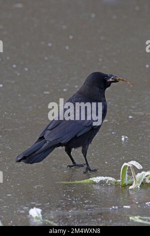 Aaskrähe (Corvus Corone) mit Fischbarsch (Perca fluviatilis) Whitlingham CP Norfolk UK GB Dezember 2022 Stockfoto