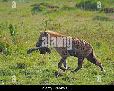 Gefleckte Hyäne (Crocuta crocuta), die mit einem Bein aus blauem Wildebeest (Connochaetes taurinus) ging, gestohlen von Löwen - Masai Mara Conservancy, Kenia, Afrika Stockfoto