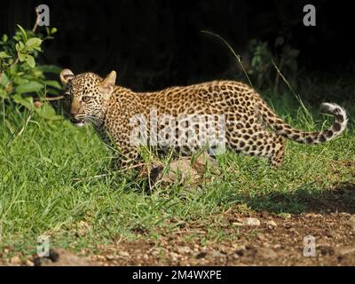 Einzelnes, verletzliches junges Leopardenjunge (Panthera pardus), das durch üppiges, grünes Gras am Waldrand in Conservancy, Greater Mara, Kenia, Afrika wandert Stockfoto