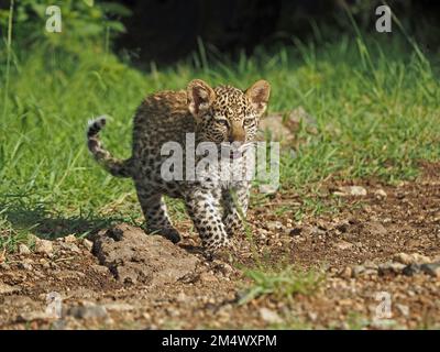 Einzelnes, verletzliches junges Leopardenjunge (Panthera pardus), das durch üppiges, grünes Gras am Waldrand in Conservancy, Greater Mara, Kenia, Afrika wandert Stockfoto