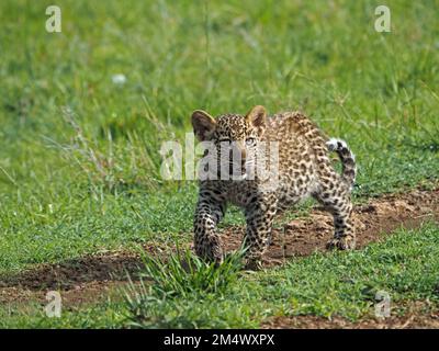 Einzelnes, verletzliches junges Leopardenjunge (Panthera pardus), das durch üppiges, grünes Gras am Waldrand in Conservancy, Greater Mara, Kenia, Afrika wandert Stockfoto