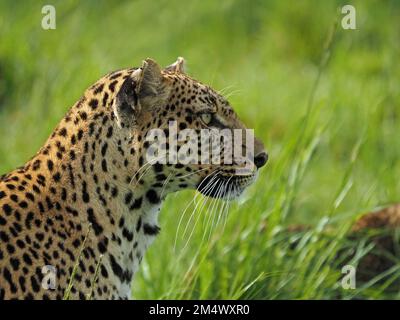 Erwachsene weibliche Leopardin (Panthera pardus) Leopardin mit einem jungen Junges, das im Wintergarten, Großraum Mara, Kenia, Afrika durch langes Gras läuft Stockfoto