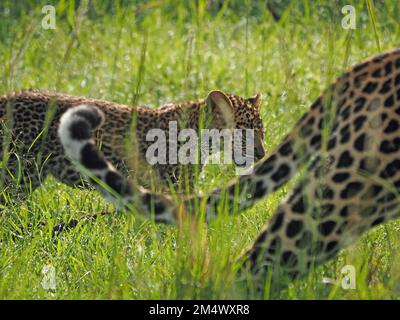 Erwachsene weibliche Leopardin (Panthera pardus) Leopardin mit einem jungen Junges, das im Wintergarten, Großraum Mara, Kenia, Afrika durch langes Gras läuft Stockfoto