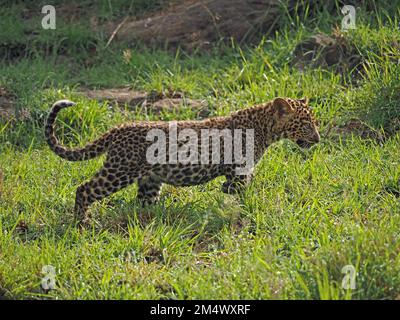 Einzelnes, verletzliches junges Leopardenjunge (Panthera pardus), das durch üppiges, grünes Gras am Waldrand in Conservancy, Greater Mara, Kenia, Afrika wandert Stockfoto