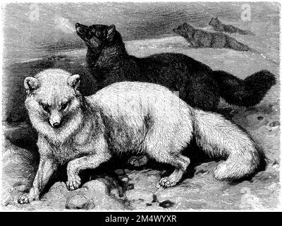 Arctic Fox, Vulpes lagopus (Zoologiebuch, 1908), Polarfuchs, renard Polaire Stockfoto