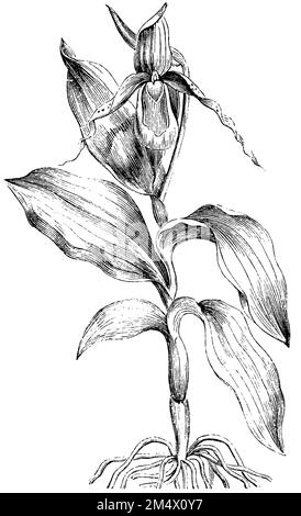 frauenschuh, Cypripedium calceolus (Enzyklopädie, 1893), Frauenschuh, Sabot de Vénus Stockfoto