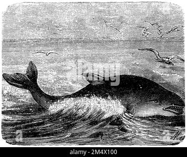 Pacific Dolphin, Delphinus delphis (Enzyklopädie, 1893), Gemeiner Delfin, Dauphin commun à bec Court Stockfoto