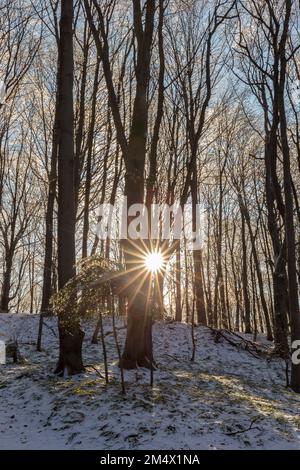 Buchenwald im Winter mit wunderschönen Sonnenstrahlen durch Bäume. Die Sonne scheint durch Bäume und wirft goldenes Licht auf Schnee. Ein einzigartiger Winte Stockfoto