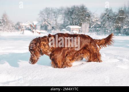 Süßer und lustiger irischer Setter, der im Schnee spielt und springt. Glücklicher Hund, der Spaß mit Schneeflocken hat. Winterfreude im Freien. Stockfoto