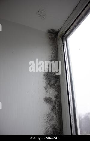 Pilze an den Fensterwänden, übermäßige Feuchtigkeit an den Fenstern verursacht Schimmel im Winter. Stockfoto