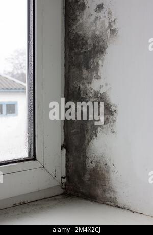 Das Fenster ist in der Mitte des Hauses mit Schimmel bedeckt. Starke Bildung des schwarzen Pilzes. Übermäßige Feuchtigkeit und Kondensation haben sich schwarz gebildet Stockfoto