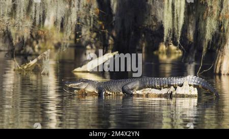Ein großer Alligator sonnt sich im Sumpfbayou von Louisiana in voller Länge in der goldenen Sonne mit dem Hintergrund von Weißkopfzypresse und spanischem Moss Stockfoto