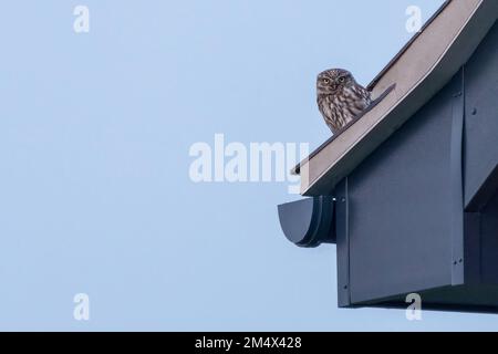 Kleine Eule (Athene noctua) auf einem Dach in der Landschaft von Norfolk, Großbritannien. Süßes Eulenporträt. Stockfoto