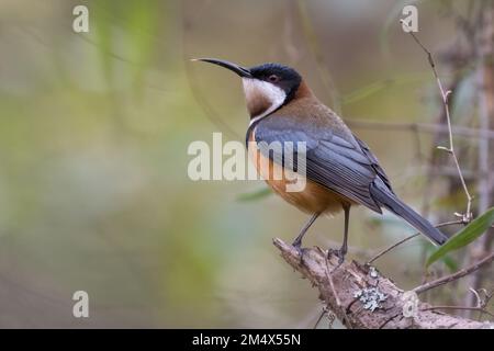 Östliches Spinebill (Acanthorhynchus tenuirostris), Nahaufnahme Portrait, NSW, Australien Stockfoto