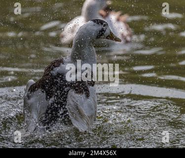 Eine Ente, die Wasser in einen See spritzt Stockfoto