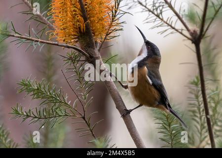 Östlicher Spinebill (Acanthorhynchus tenuirostris), Fütterung an einer Banksia-Pflanze, Sydney, Australien Stockfoto