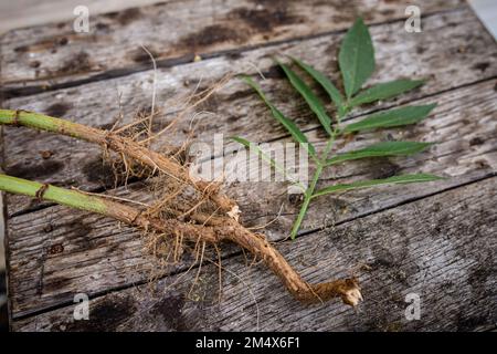 Wurzel- und Blattgemüse von Sambucus ebulus, auch bekannt als danewort, dänen-Unkraut, Danesblut, Zwergältester oder europäischer Zwergältester, Walnuss, Zwergholzbeere, Holunderbeere Stockfoto