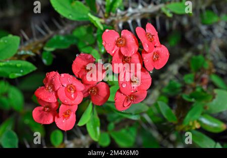 Rote Dornenkrone oder Christusdornblüten (Euphorbia Milli) im Garten Stockfoto
