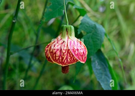 Chinesische Laterne (Abutilon pictum oder Abutilon striatum) im Garten Stockfoto