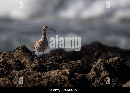 Eurasischer Wimbrel, gemeiner Wimbrel, Numenius phaeopus. Stockfoto