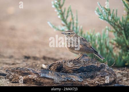 Thekla Lark (Galerida theklae), Marokko. Stockfoto